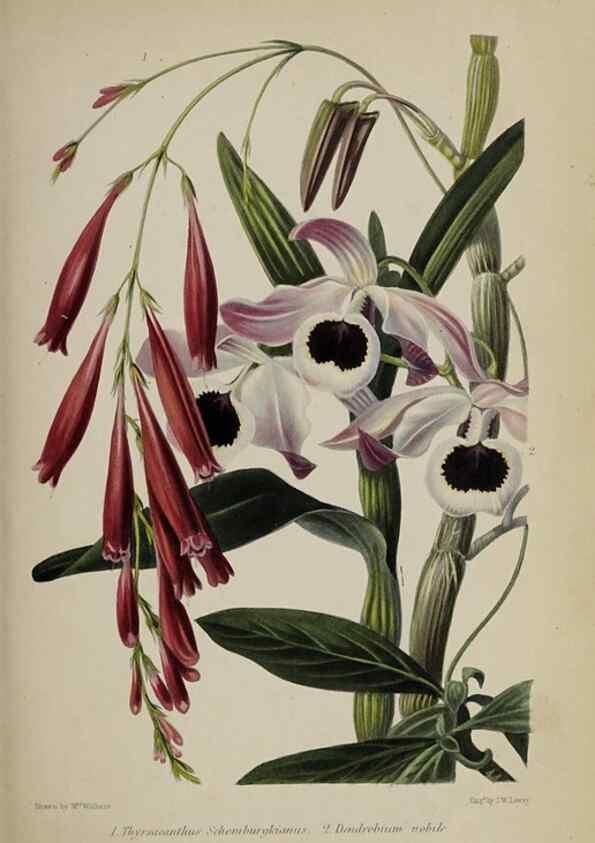 Reproducción/Reproduction 46504791264: The gardener's assistant :. London ;Blackie & Son,1859.. 