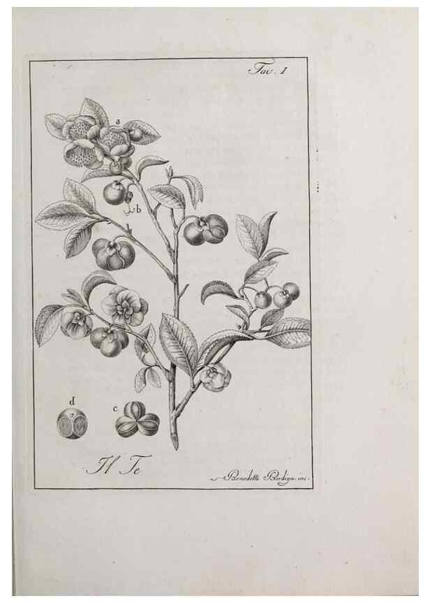 Reproducción/Reproduction 47229673052: Storia delle piante forastiere le più importanti nell'uso medico, od economico /. Milano :Nella stamperia di Giuseppe Marelli,1791-1794.. 