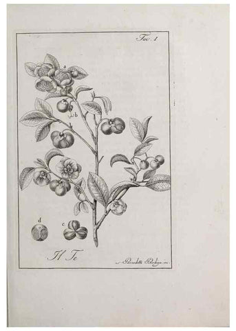 Reproducción/Reproduction 47229673052: Storia delle piante forastiere le più importanti nell'uso medico, od economico /. Milano :Nella stamperia di Giuseppe Marelli,1791-1794.. 