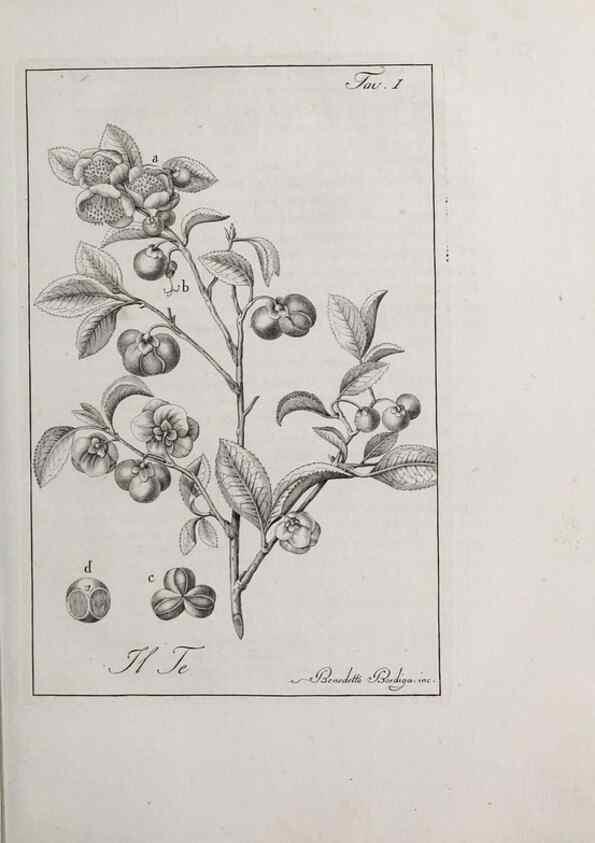 Reproducción/Reproduction 47229673052: Storia delle piante forastiere le più importanti nell'uso medico, od economico /. Milano :Nella stamperia di Giuseppe Marelli,1791-1794.. 