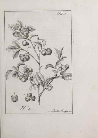 Reproducción/Reproduction 47229673052: Storia delle piante forastiere le più importanti nell'uso medico, od economico /. Milano :Nella stamperia di Giuseppe Marelli,1791-1794.. 