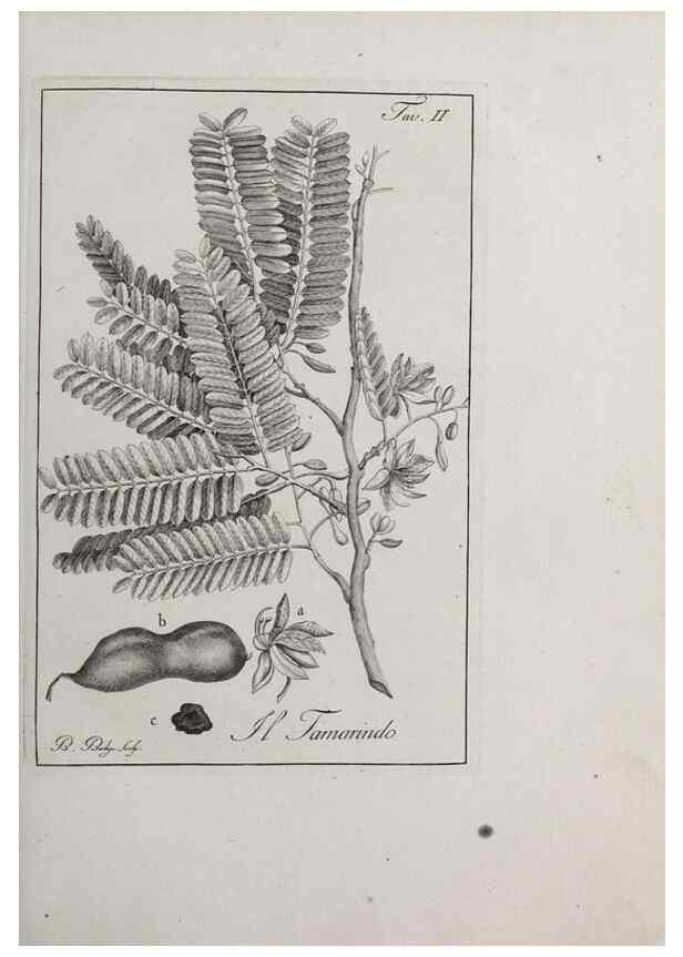 Reproducción/Reproduction 46367248885: Storia delle piante forastiere le più importanti nell'uso medico, od economico /. Milano :Nella stamperia di Giuseppe Marelli,1791-1794.. 