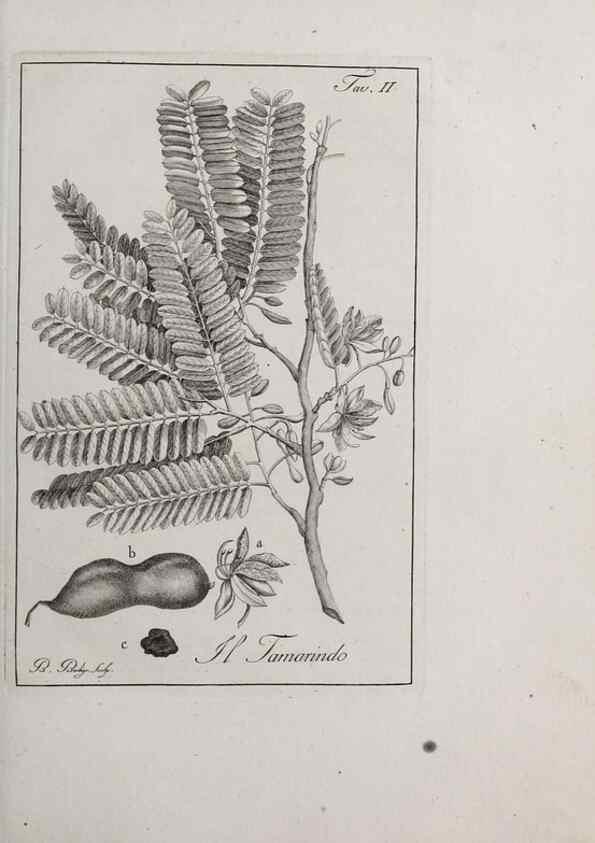 Reproducción/Reproduction 46367248885: Storia delle piante forastiere le più importanti nell'uso medico, od economico /. Milano :Nella stamperia di Giuseppe Marelli,1791-1794.. 