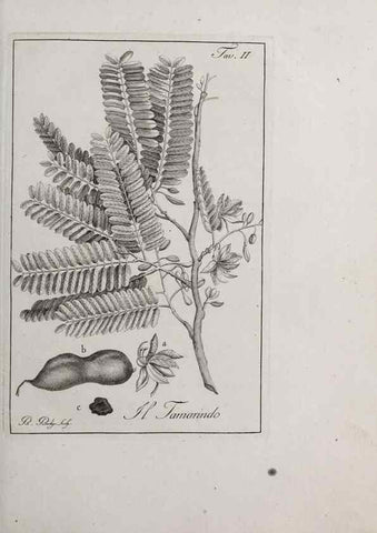 Reproducción/Reproduction 46367248885: Storia delle piante forastiere le più importanti nell'uso medico, od economico /. Milano :Nella stamperia di Giuseppe Marelli,1791-1794.. 