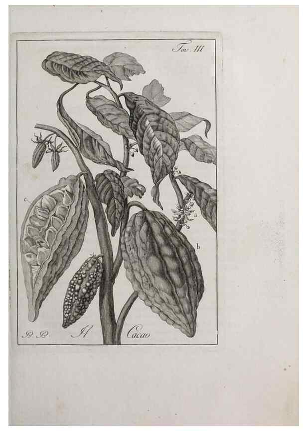Reproducción/Reproduction 40317188873: Storia delle piante forastiere le più importanti nell'uso medico, od economico /. Milano :Nella stamperia di Giuseppe Marelli,1791-1794.. 