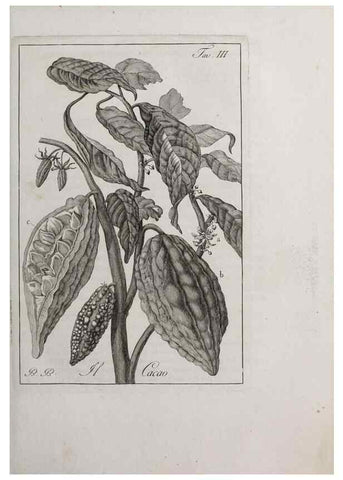 Reproducción/Reproduction 40317188873: Storia delle piante forastiere le più importanti nell'uso medico, od economico /. Milano :Nella stamperia di Giuseppe Marelli,1791-1794.. 
