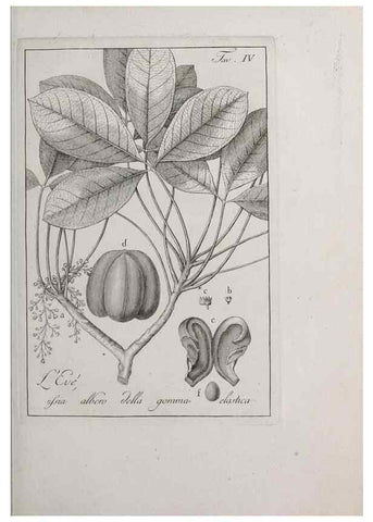 Reproducción/Reproduction 47229675372: Storia delle piante forastiere le più importanti nell'uso medico, od economico /. Milano :Nella stamperia di Giuseppe Marelli,1791-1794.. 