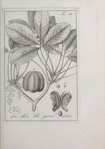 Reproducción/Reproduction 47229675372: Storia delle piante forastiere le più importanti nell'uso medico, od economico /. Milano :Nella stamperia di Giuseppe Marelli,1791-1794.. 
