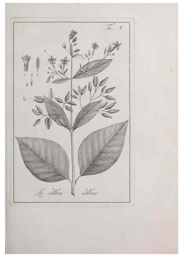 Reproducción/Reproduction 46367250285: Storia delle piante forastiere le più importanti nell'uso medico, od economico /. Milano :Nella stamperia di Giuseppe Marelli,1791-1794.. 