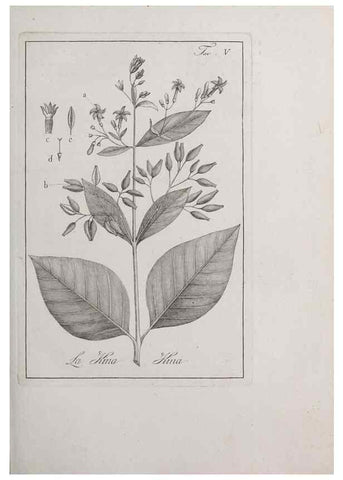 Reproducción/Reproduction 46367250285: Storia delle piante forastiere le più importanti nell'uso medico, od economico /. Milano :Nella stamperia di Giuseppe Marelli,1791-1794.. 