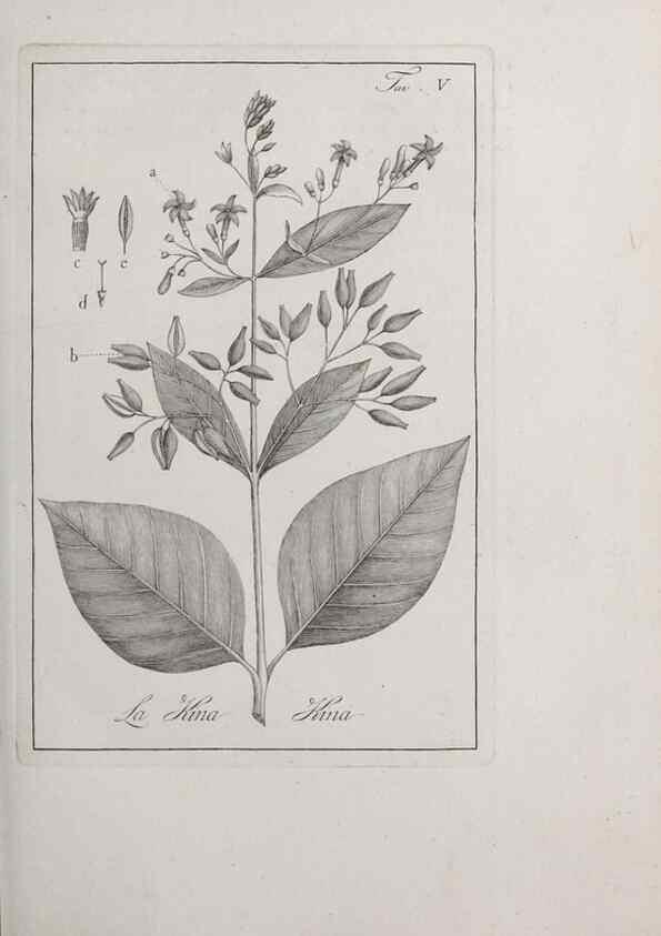 Reproducción/Reproduction 46367250285: Storia delle piante forastiere le più importanti nell'uso medico, od economico /. Milano :Nella stamperia di Giuseppe Marelli,1791-1794.. 