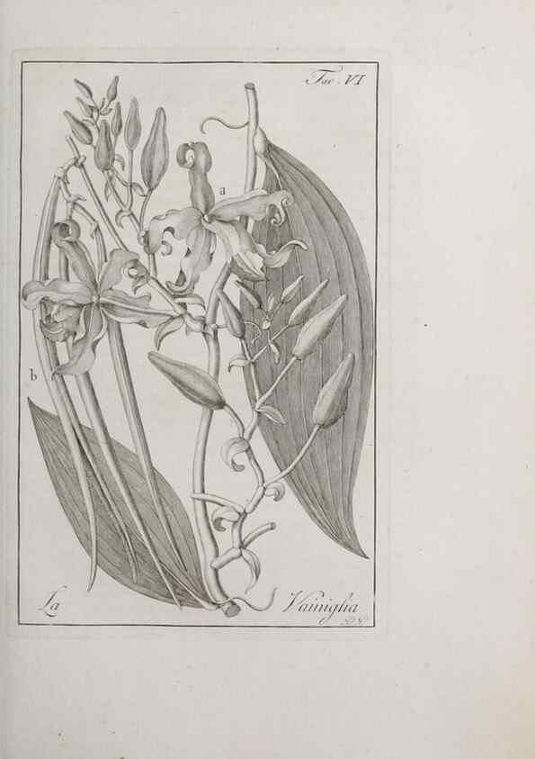 Reproducción/Reproduction 33406074098: Storia delle piante forastiere le più importanti nell'uso medico, od economico /. Milano :Nella stamperia di Giuseppe Marelli,1791-1794.. 