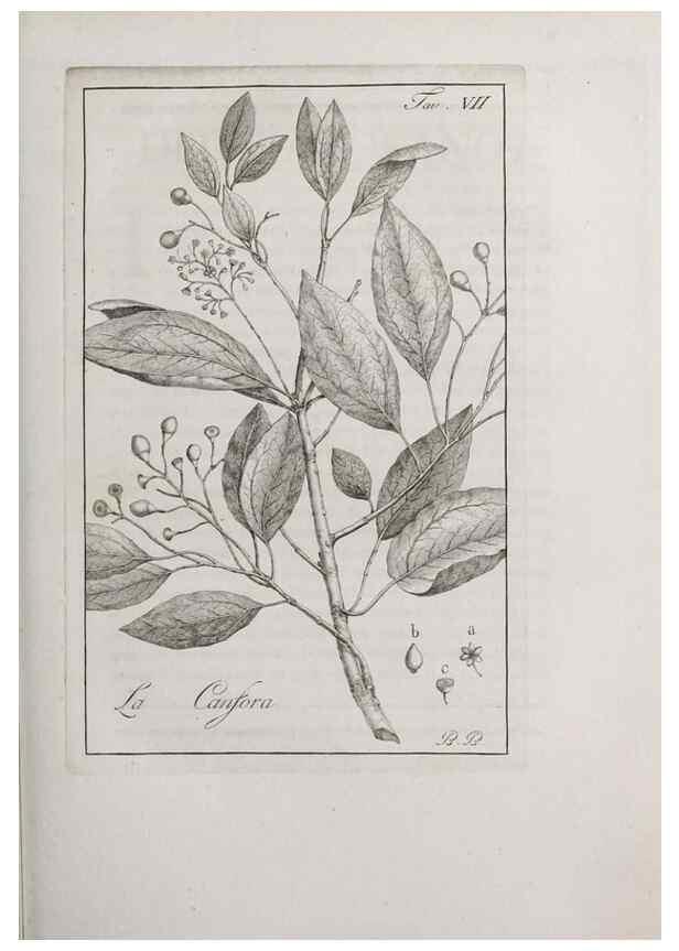 Reproducción/Reproduction 33406074958: Storia delle piante forastiere le più importanti nell'uso medico, od economico /. Milano :Nella stamperia di Giuseppe Marelli,1791-1794.. 