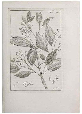 Reproducción/Reproduction 33406074958: Storia delle piante forastiere le più importanti nell'uso medico, od economico /. Milano :Nella stamperia di Giuseppe Marelli,1791-1794.. 
