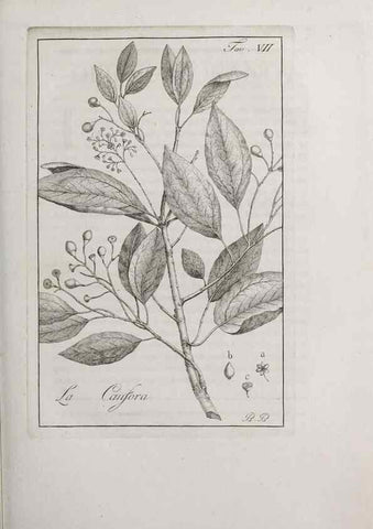 Reproducción/Reproduction 33406074958: Storia delle piante forastiere le più importanti nell'uso medico, od economico /. Milano :Nella stamperia di Giuseppe Marelli,1791-1794.. 