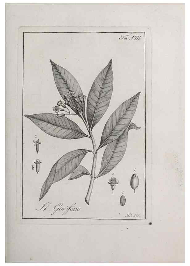 Reproducción/Reproduction 33406076218: Storia delle piante forastiere le più importanti nell'uso medico, od economico /. Milano :Nella stamperia di Giuseppe Marelli,1791-1794.. 