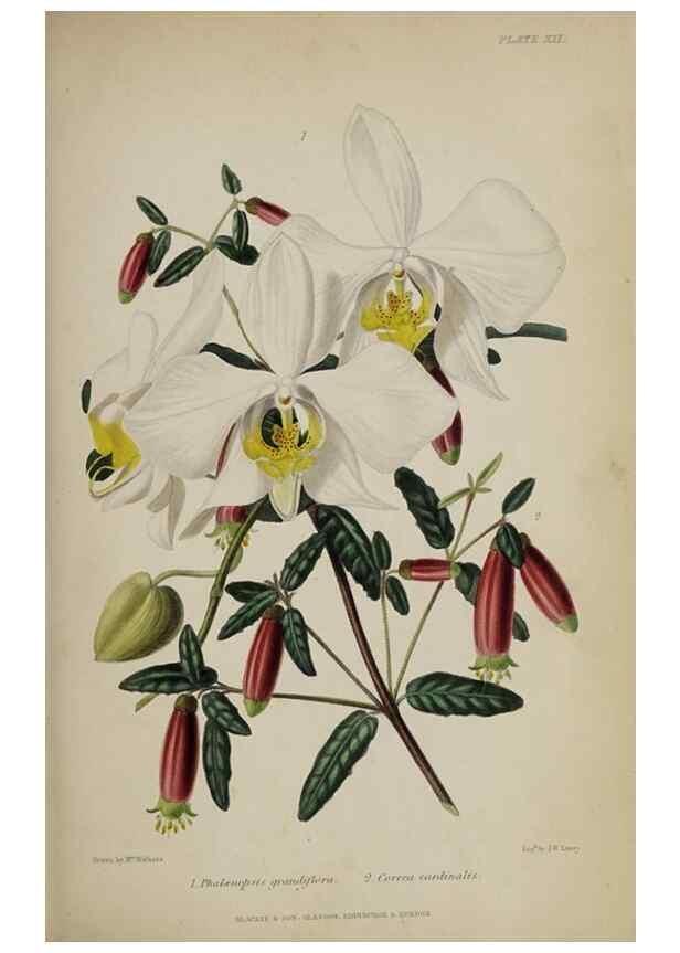 Reproducción/Reproduction 46504792764: The gardener's assistant :. London ;Blackie & Son,1859.. 