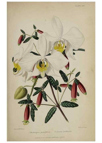 Reproducción/Reproduction 46504792764: The gardener's assistant :. London ;Blackie & Son,1859.. 