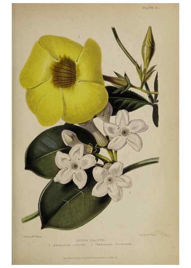 Reproducción/Reproduction 47228221601: The gardener's assistant :. London ;Blackie & Son,1859.. 