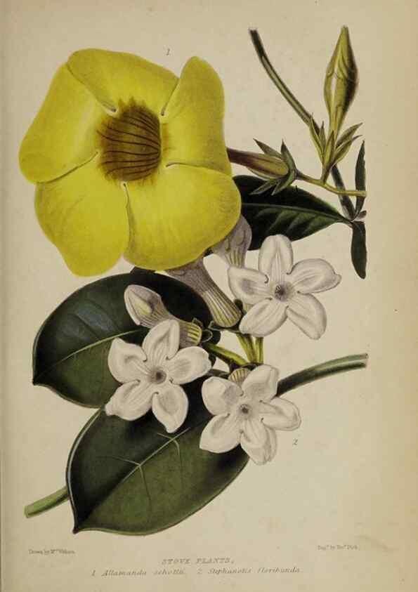 Reproducción/Reproduction 47228221601: The gardener's assistant :. London ;Blackie & Son,1859.. 