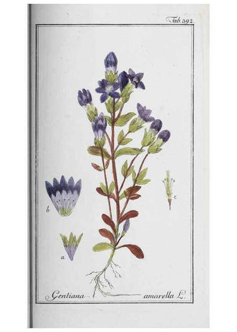 Reproducción/Reproduction 40214747363: Icones plantarum medicinalium.. Nürnberg :auf Kosten der Raspischen Buchhandlung,1779-1790. 