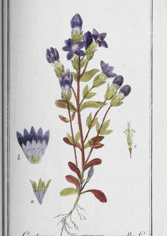 Reproducción/Reproduction 40214747363: Icones plantarum medicinalium.. Nürnberg :auf Kosten der Raspischen Buchhandlung,1779-1790. 