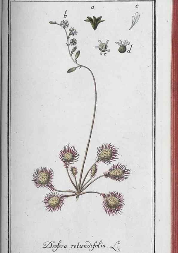 Reproducción/Reproduction 46265541335: Icones plantarum medicinalium.. Nürnberg :auf Kosten der Raspischen Buchhandlung,1779-1790. 
