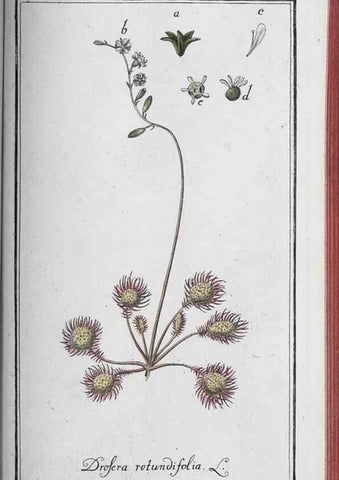 Reproducción/Reproduction 46265541335: Icones plantarum medicinalium.. Nürnberg :auf Kosten der Raspischen Buchhandlung,1779-1790. 