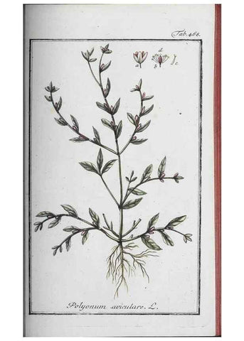 Reproducción/Reproduction 46265539685: Icones plantarum medicinalium.. Nürnberg :auf Kosten der Raspischen Buchhandlung,1779-1790. 
