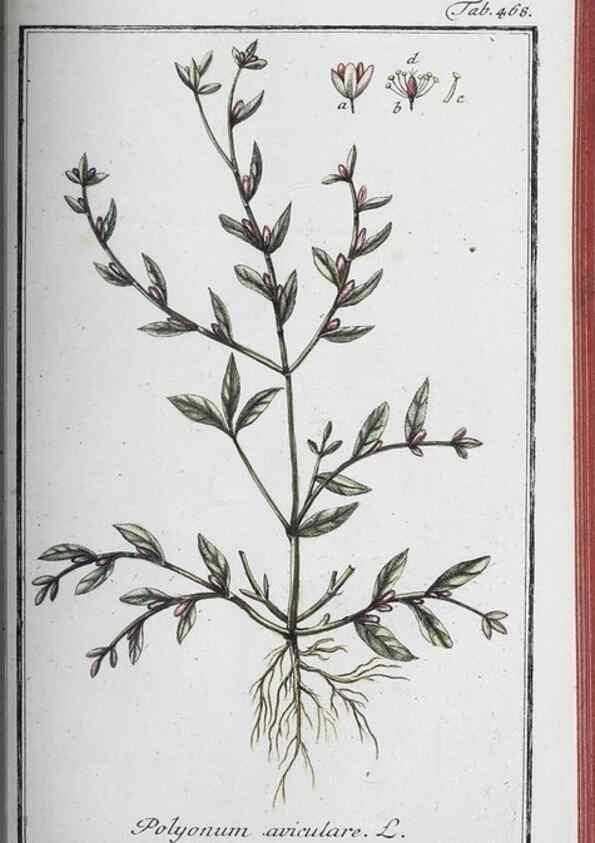 Reproducción/Reproduction 46265539685: Icones plantarum medicinalium.. Nürnberg :auf Kosten der Raspischen Buchhandlung,1779-1790. 