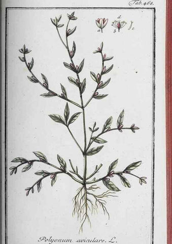 Reproducción/Reproduction 46265539685: Icones plantarum medicinalium.. Nürnberg :auf Kosten der Raspischen Buchhandlung,1779-1790. 
