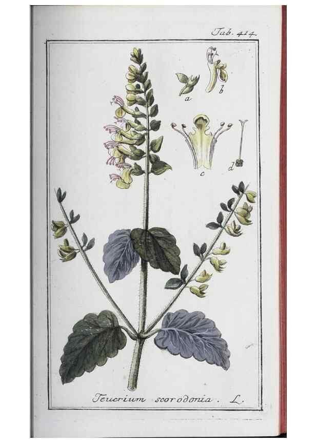 Reproducción/Reproduction 46456134974: Icones plantarum medicinalium.. Nürnberg :auf Kosten der Raspischen Buchhandlung,1779-1790. 