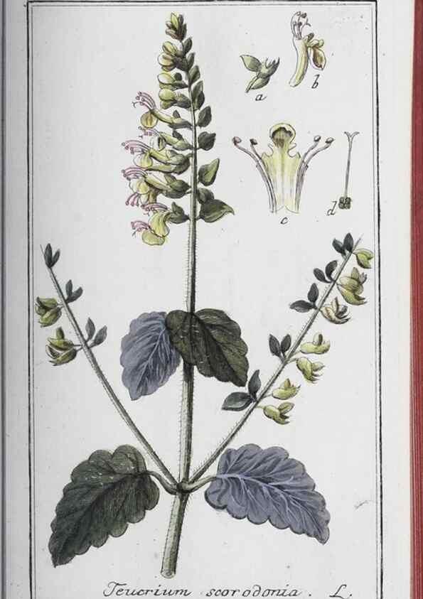 Reproducción/Reproduction 46456134974: Icones plantarum medicinalium.. Nürnberg :auf Kosten der Raspischen Buchhandlung,1779-1790. 