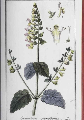 Reproducción/Reproduction 46456134974: Icones plantarum medicinalium.. Nürnberg :auf Kosten der Raspischen Buchhandlung,1779-1790. 