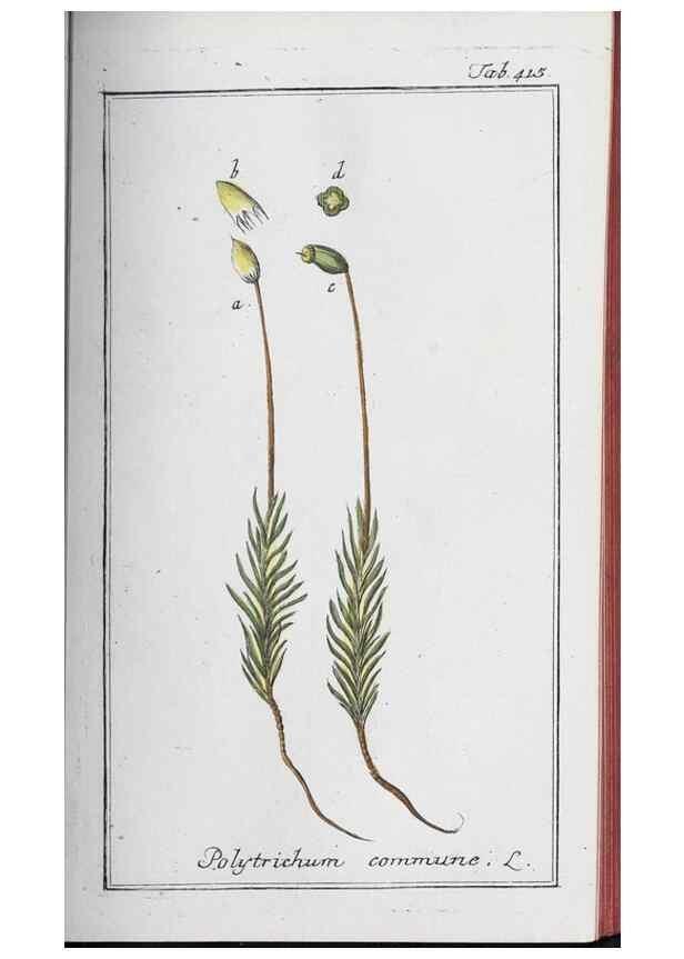 Reproducción/Reproduction 40214813743: Icones plantarum medicinalium.. Nürnberg :auf Kosten der Raspischen Buchhandlung,1779-1790. 