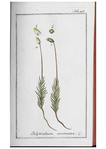 Reproducción/Reproduction 40214813743: Icones plantarum medicinalium.. Nürnberg :auf Kosten der Raspischen Buchhandlung,1779-1790. 