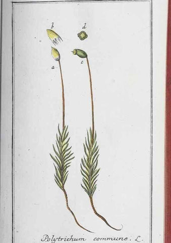 Reproducción/Reproduction 40214813743: Icones plantarum medicinalium.. Nürnberg :auf Kosten der Raspischen Buchhandlung,1779-1790. 