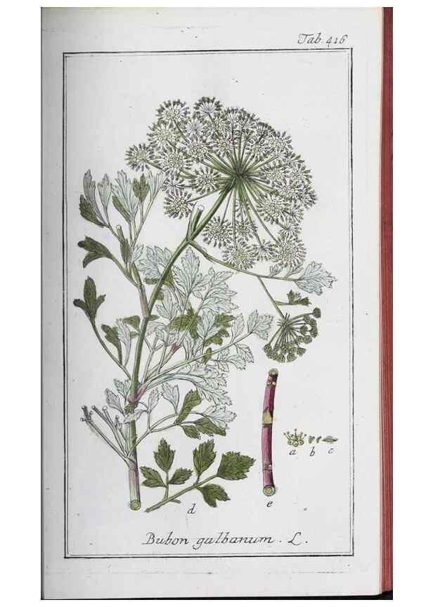Reproducción/Reproduction 47127864262: Icones plantarum medicinalium.. Nürnberg :auf Kosten der Raspischen Buchhandlung,1779-1790. 