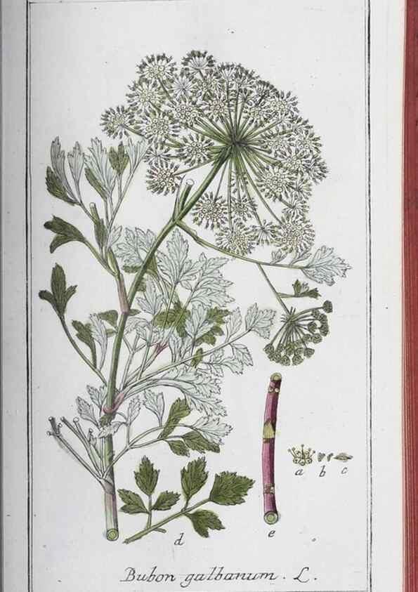 Reproducción/Reproduction 47127864262: Icones plantarum medicinalium.. Nürnberg :auf Kosten der Raspischen Buchhandlung,1779-1790. 