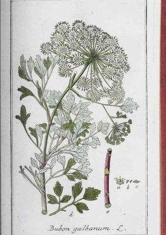 Reproducción/Reproduction 47127864262: Icones plantarum medicinalium.. Nürnberg :auf Kosten der Raspischen Buchhandlung,1779-1790. 