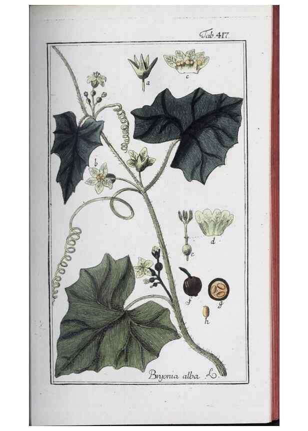 Reproducción/Reproduction 32237919507: Icones plantarum medicinalium.. Nürnberg :auf Kosten der Raspischen Buchhandlung,1779-1790. 