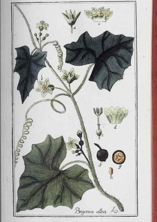 Reproducción/Reproduction 32237919507: Icones plantarum medicinalium.. Nürnberg :auf Kosten der Raspischen Buchhandlung,1779-1790. 