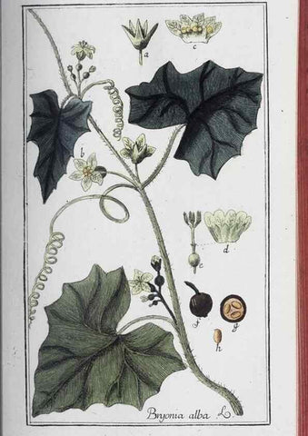 Reproducción/Reproduction 32237919507: Icones plantarum medicinalium.. Nürnberg :auf Kosten der Raspischen Buchhandlung,1779-1790. 