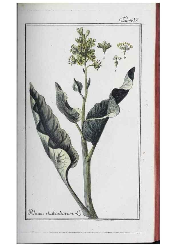 Reproducción/Reproduction 46456137074: Icones plantarum medicinalium.. Nürnberg :auf Kosten der Raspischen Buchhandlung,1779-1790. 