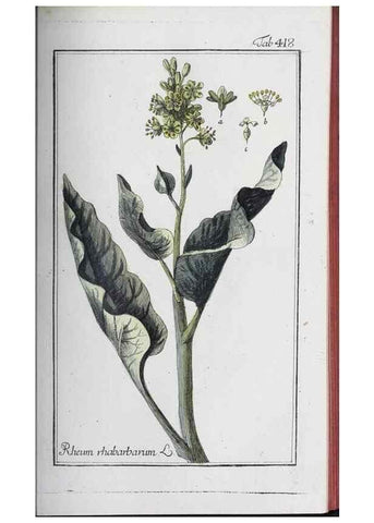 Reproducción/Reproduction 46456137074: Icones plantarum medicinalium.. Nürnberg :auf Kosten der Raspischen Buchhandlung,1779-1790. 