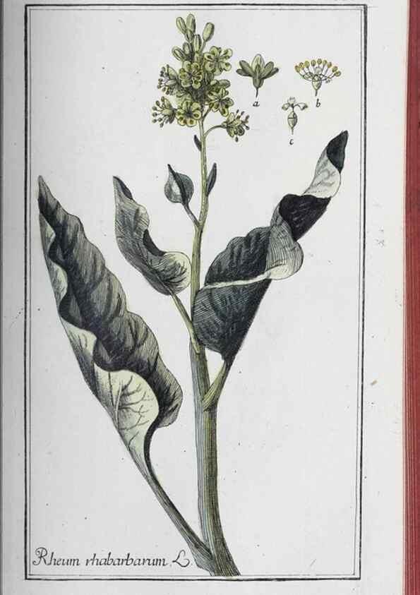 Reproducción/Reproduction 46456137074: Icones plantarum medicinalium.. Nürnberg :auf Kosten der Raspischen Buchhandlung,1779-1790. 