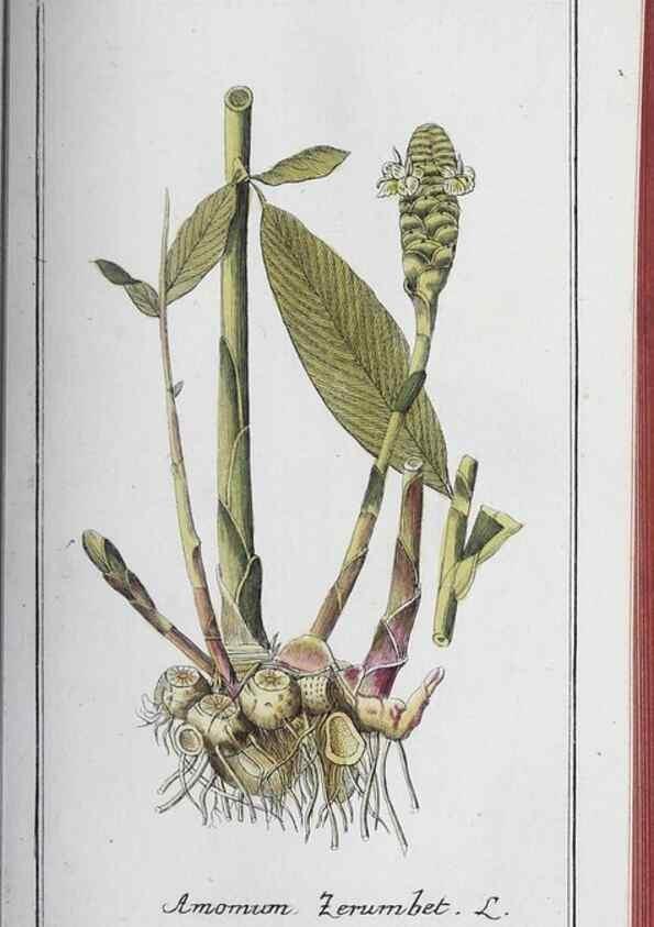 Reproducción/Reproduction 46265502085: Icones plantarum medicinalium.. Nürnberg :auf Kosten der Raspischen Buchhandlung,1779-1790. 