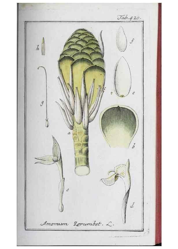 Reproducción/Reproduction 40214816433: Icones plantarum medicinalium.. Nürnberg :auf Kosten der Raspischen Buchhandlung,1779-1790. 