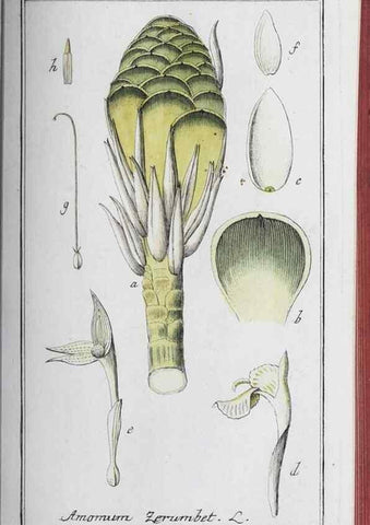 Reproducción/Reproduction 40214816433: Icones plantarum medicinalium.. Nürnberg :auf Kosten der Raspischen Buchhandlung,1779-1790. 