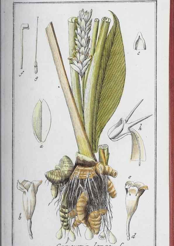 Reproducción/Reproduction 33304433478: Icones plantarum medicinalium.. Nürnberg :auf Kosten der Raspischen Buchhandlung,1779-1790. 